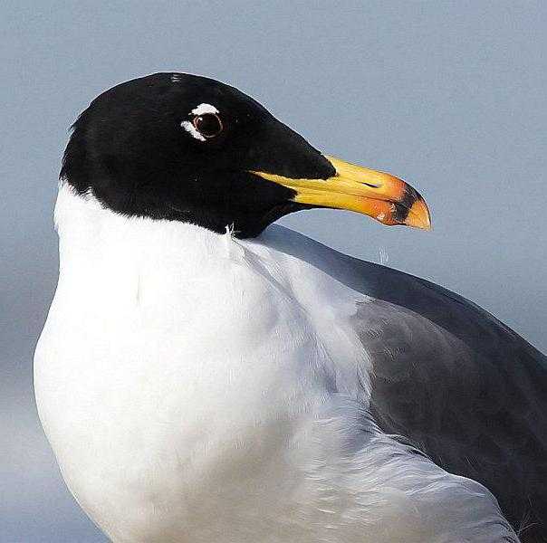 Черноголовый хохотун  (larus ichthyaetus). птицы казахстана.