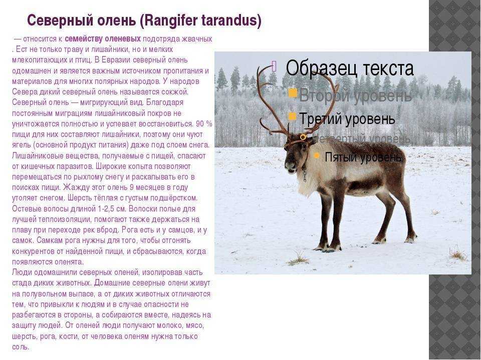 Интересные факты о северных оленях