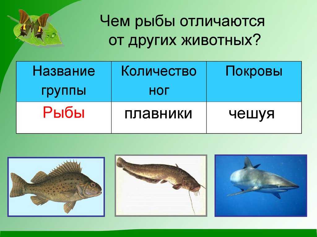Царство животные (хордовые. хладнокровные) | многообразие и систематика органического мира | теория | решутест. продвинутый тренажёр тестов