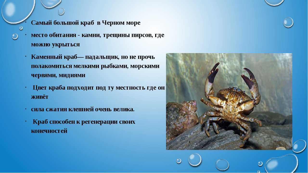 13 любопытных видов крабов (с фото и описанием) | знание – свет