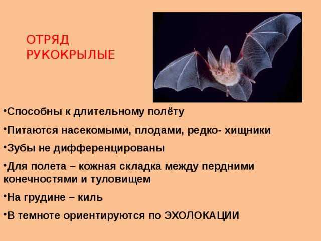 Характеристика летучих мышей, таксономия, морфология, поведение / биология | thpanorama - сделайте себя лучше уже сегодня!