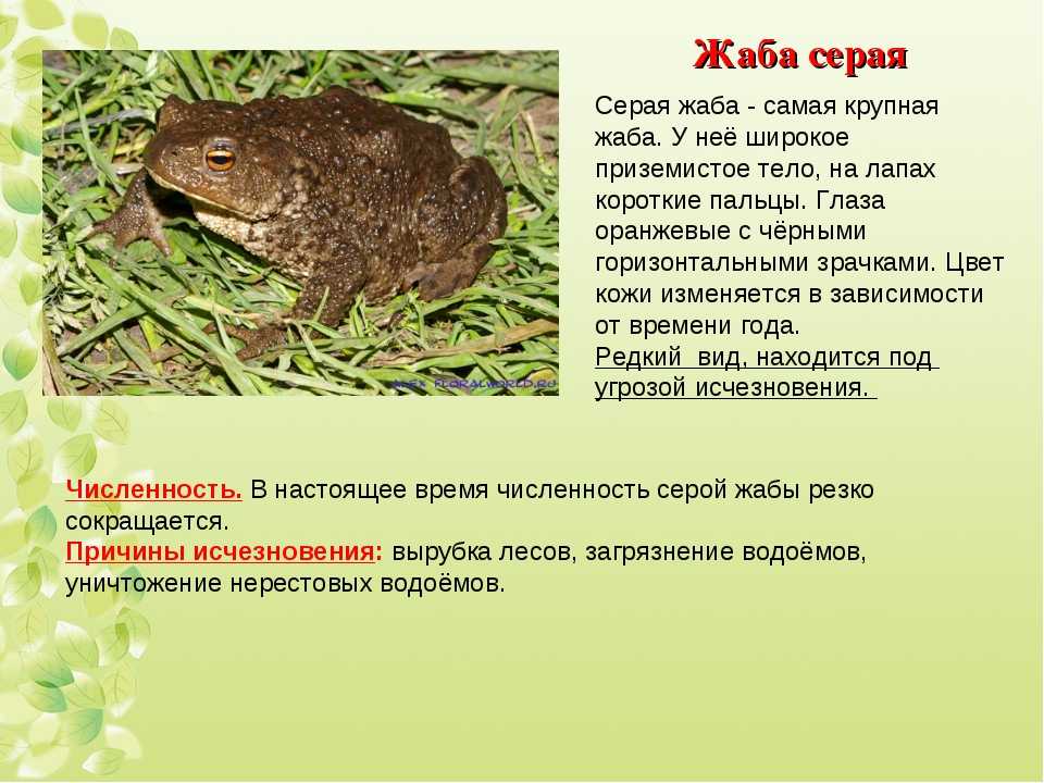 Земляная жаба — фото, видео и описание, как выглядит и где обитает