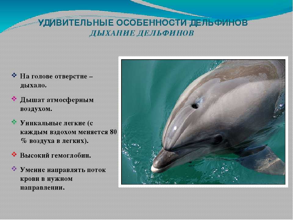 Водные млекопитающие примеры. Черноморская Афалина (внешнее строение). Афалина Дельфин Тип питания. Внешнее строение дельфина Афалина. Дельфин Афалина приспособления.