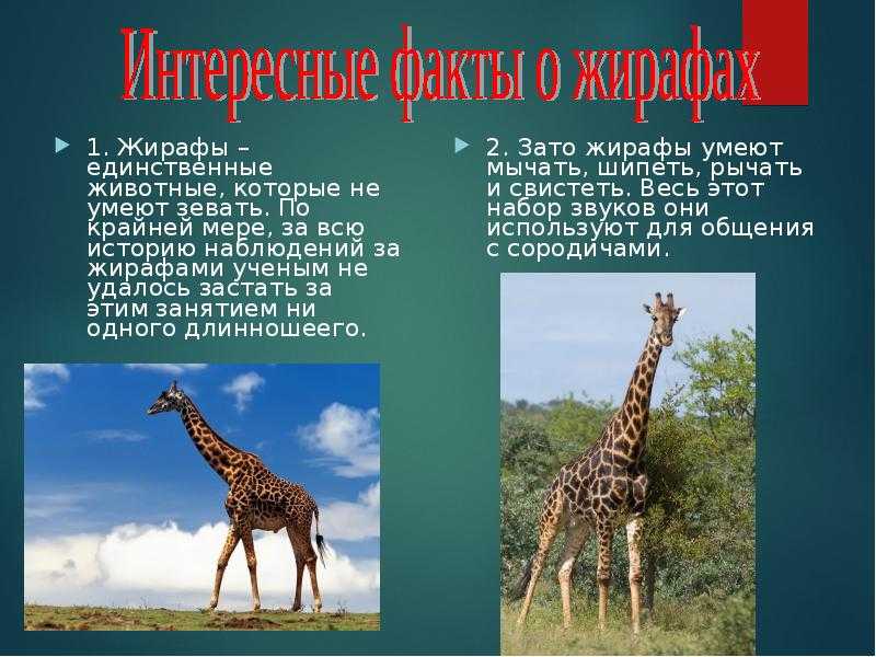 Жирафы | 10 интересных фактов | внеклассный час