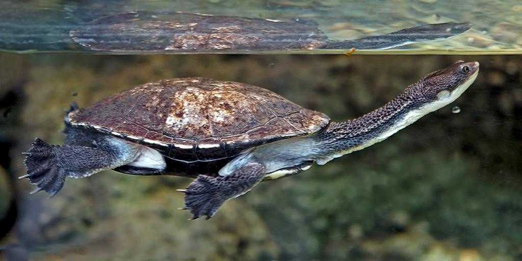 Злой, или флоридский трионикс (trionyx ferox)