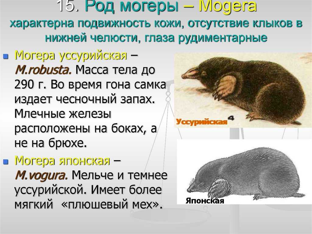 Кто такие кроты, как живут и что едят