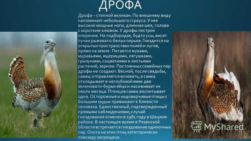 Дрофа | красная книга вики | fandom