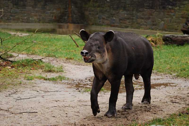 Тапир горный (tapirus pinchaque): фото, виды, интересные факты