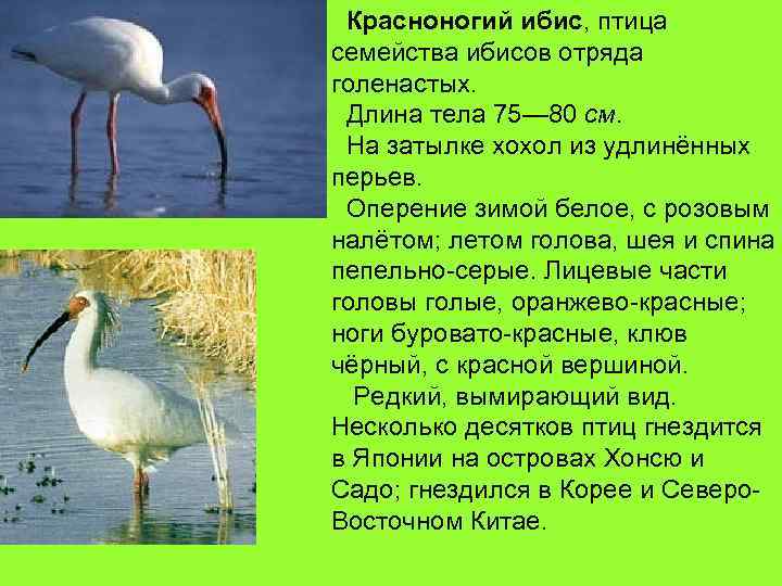 Алый ибис / птицы мира / твой блог