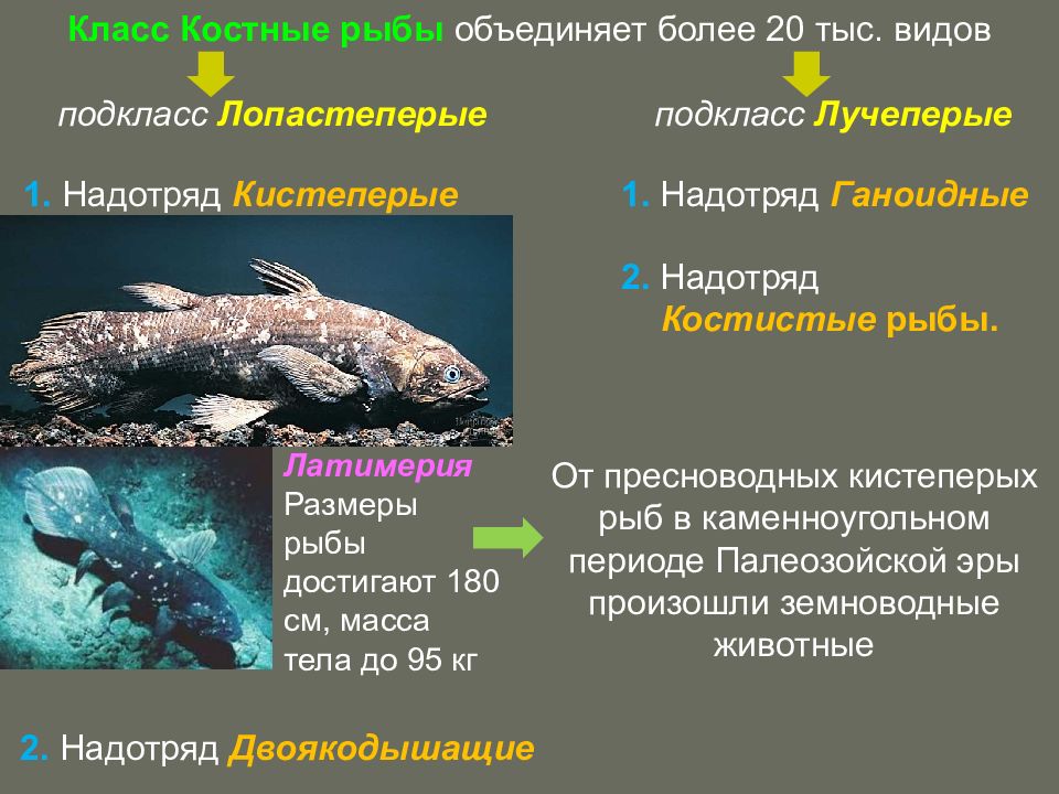 3 примера костных рыб. Лучеперые костистые рыбы характеристика. Отряд кистеперые характеристика. Подкласс хрящевые. Отряд кистеперые рыбы представители.