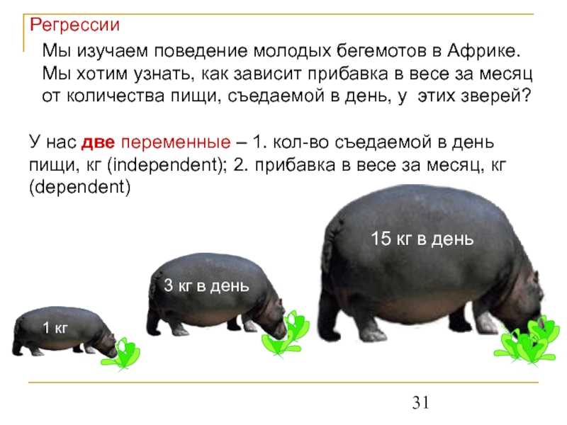 Интересные факты о бегемотах