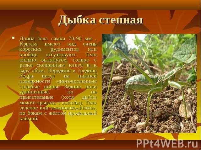10 самых больших кузнечиков в мире