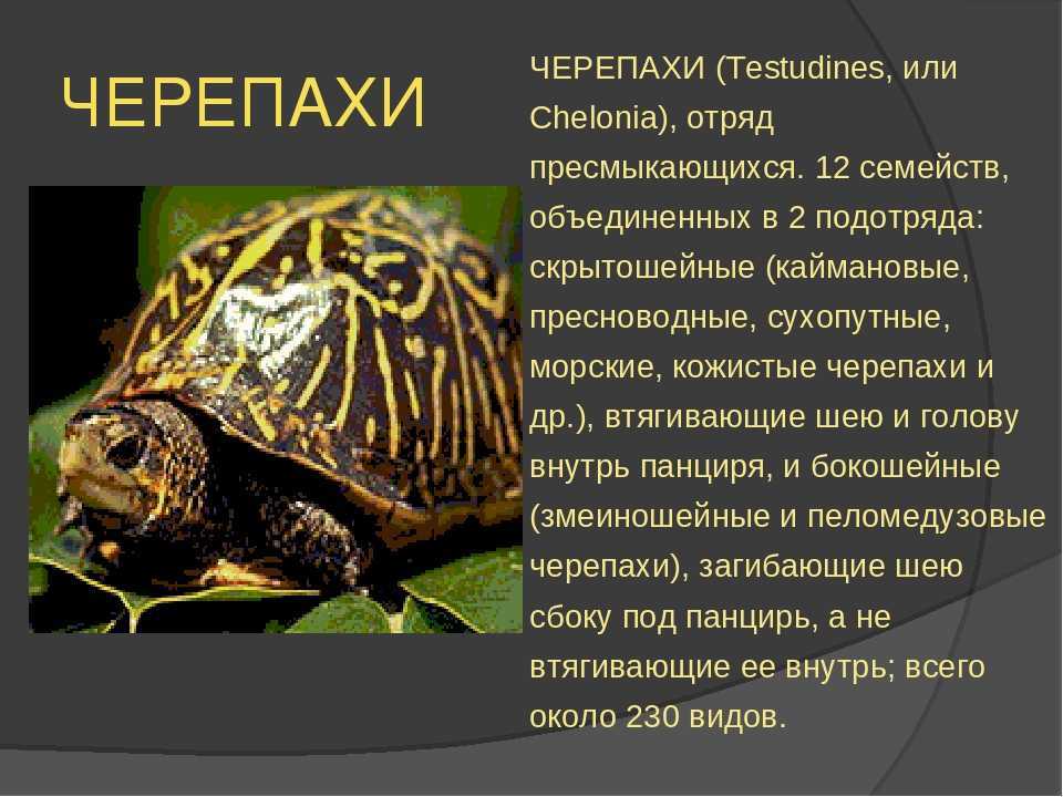 Черепахи 8 класс биология. Доклад о пресмыкающихся. Информация о черепахе. Сообщение о присныкающих. Презентация про пресмыкающихся.