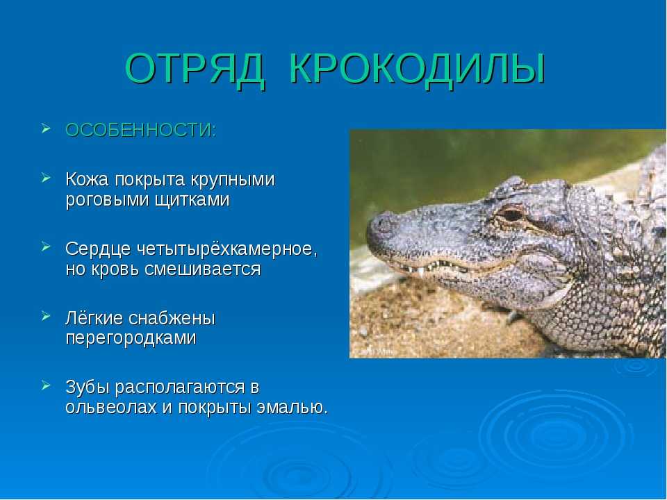 Обезьяна носач - описание, среда обитания, образ жизни