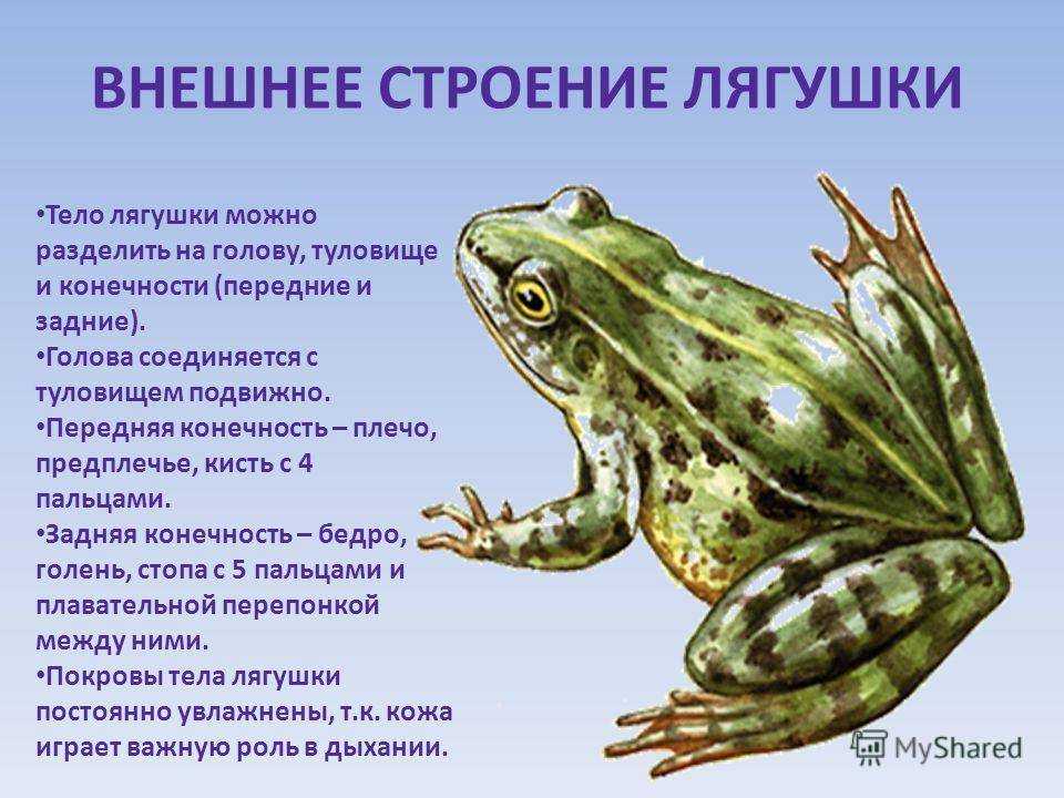 Белогубая квакша - white-lipped tree frog