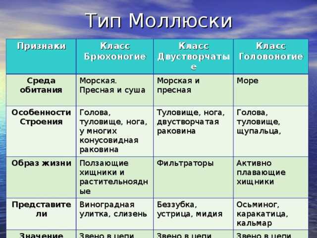 Запасы моллюсков в приморье позволяют увеличить их вылов