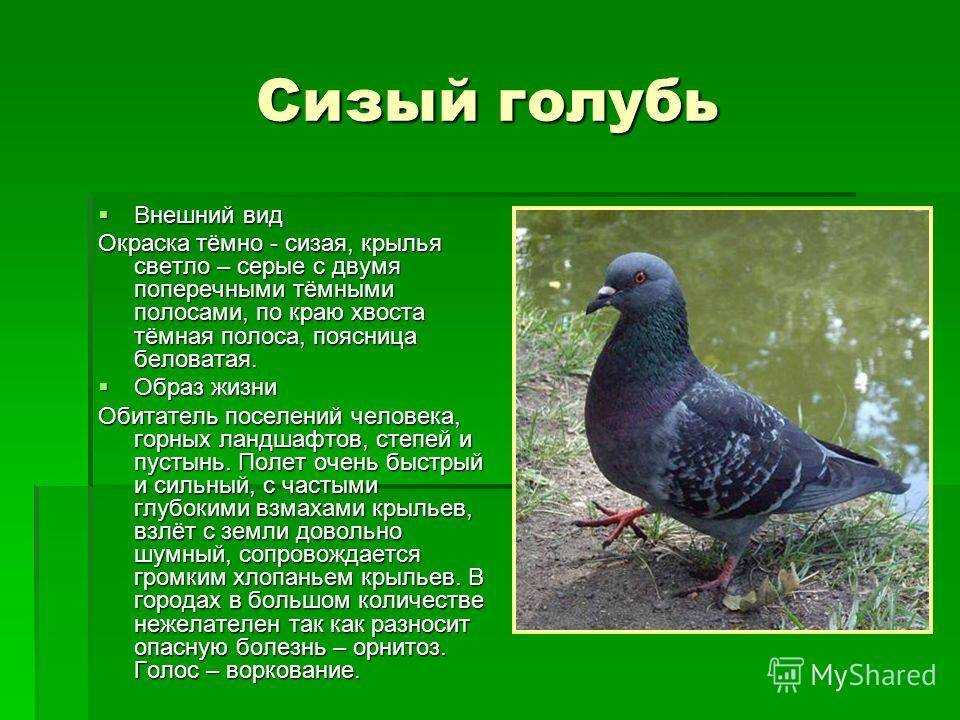 Голубь птица. описание, особенности, виды, образ жизни и среда обитания голубя | живность.ру