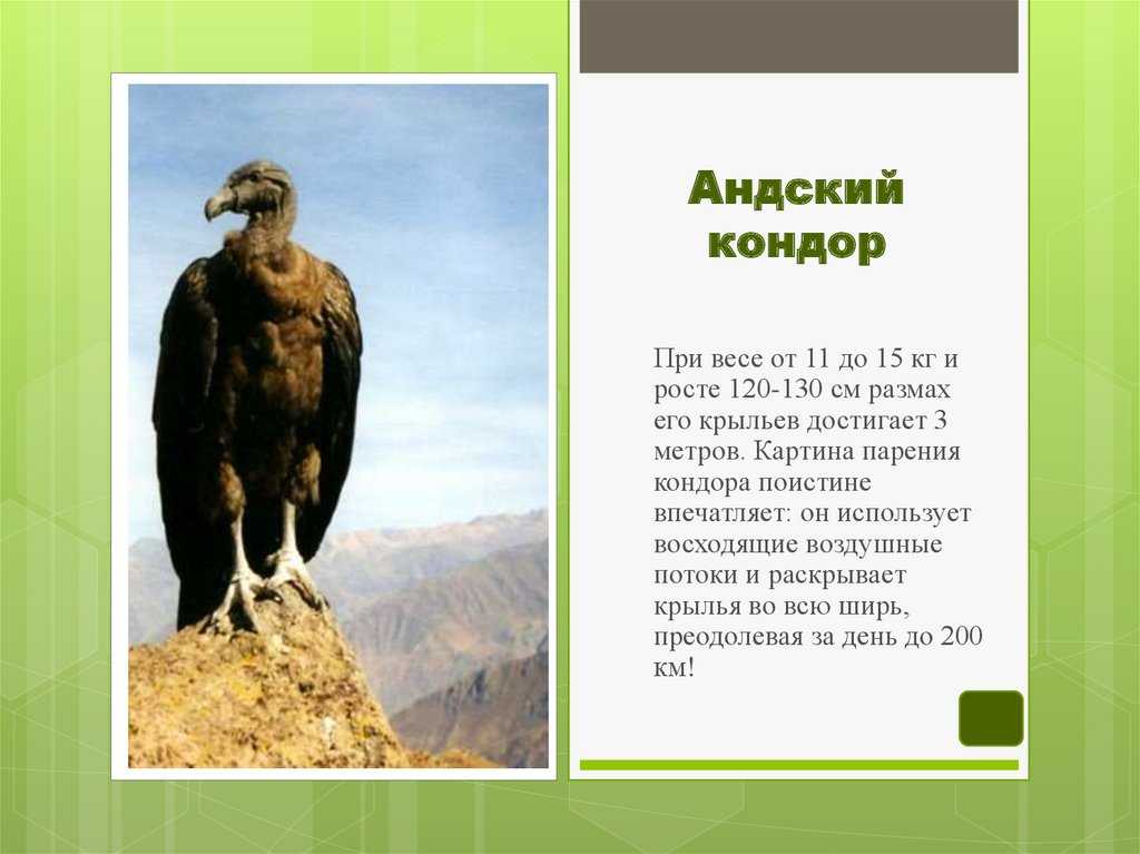Карибское море - море флибустьеров. история, животные и кораллы
