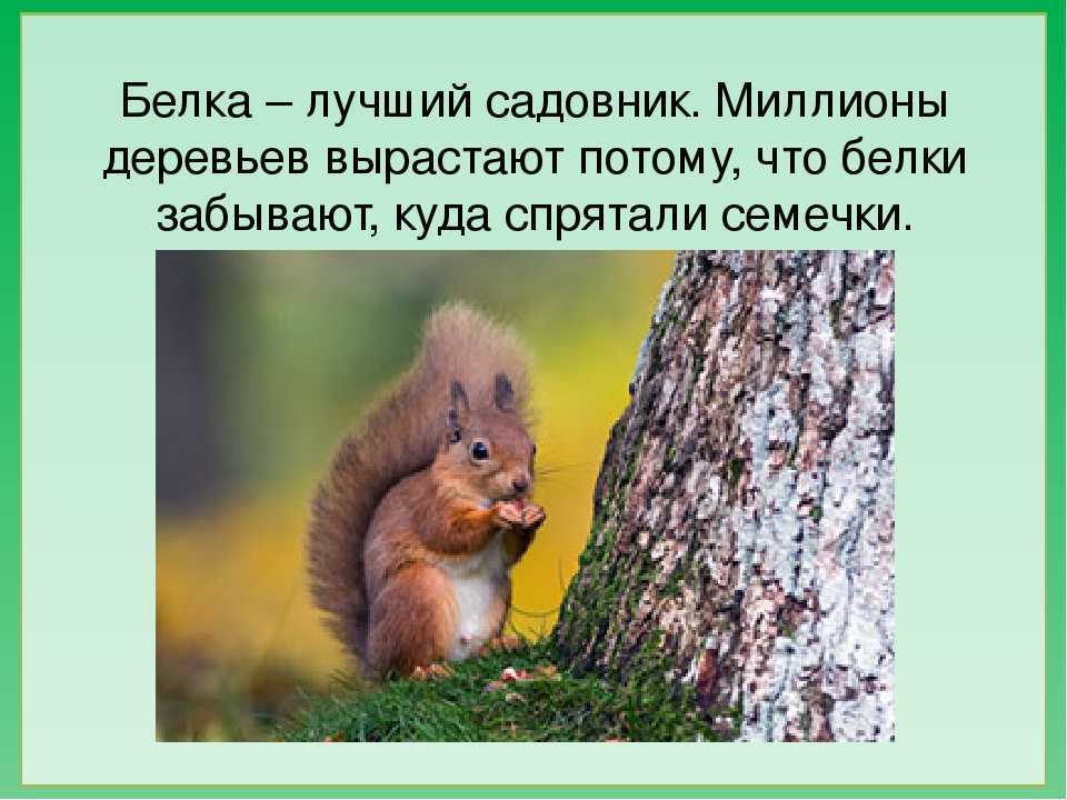 Черная белка (фото): как выглядит, где обитаем, чем питается и интересные факты (фото)