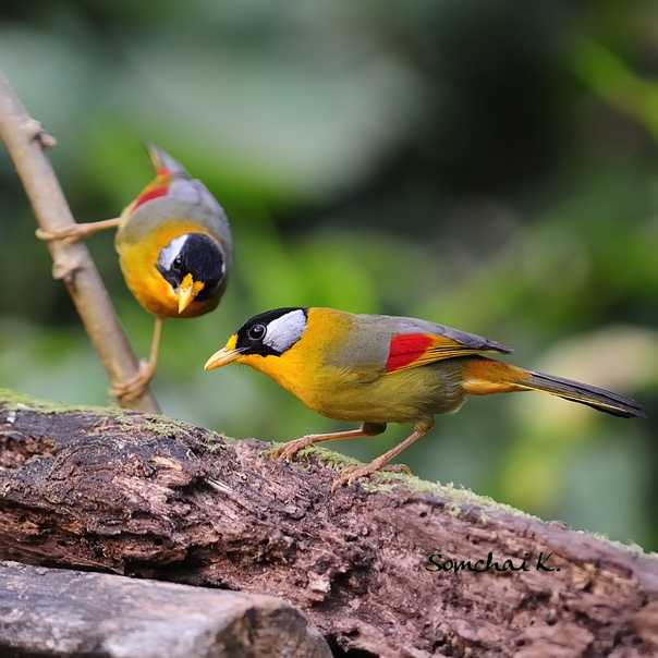 Rufous сибия