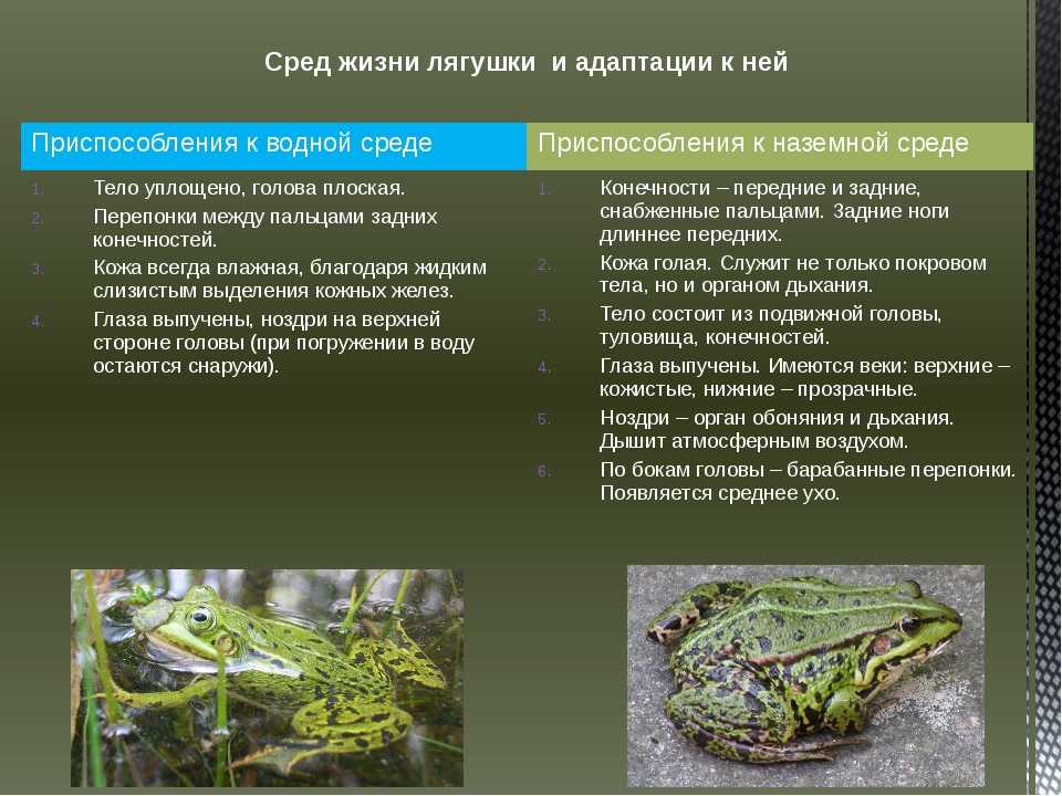 Мантеллы — мадагаскарские лягушки