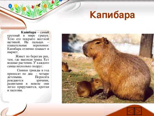 Капибара - cамый большой грызун в мире и образ жизни животного