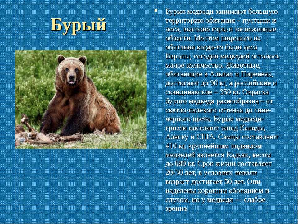 Белый медведь