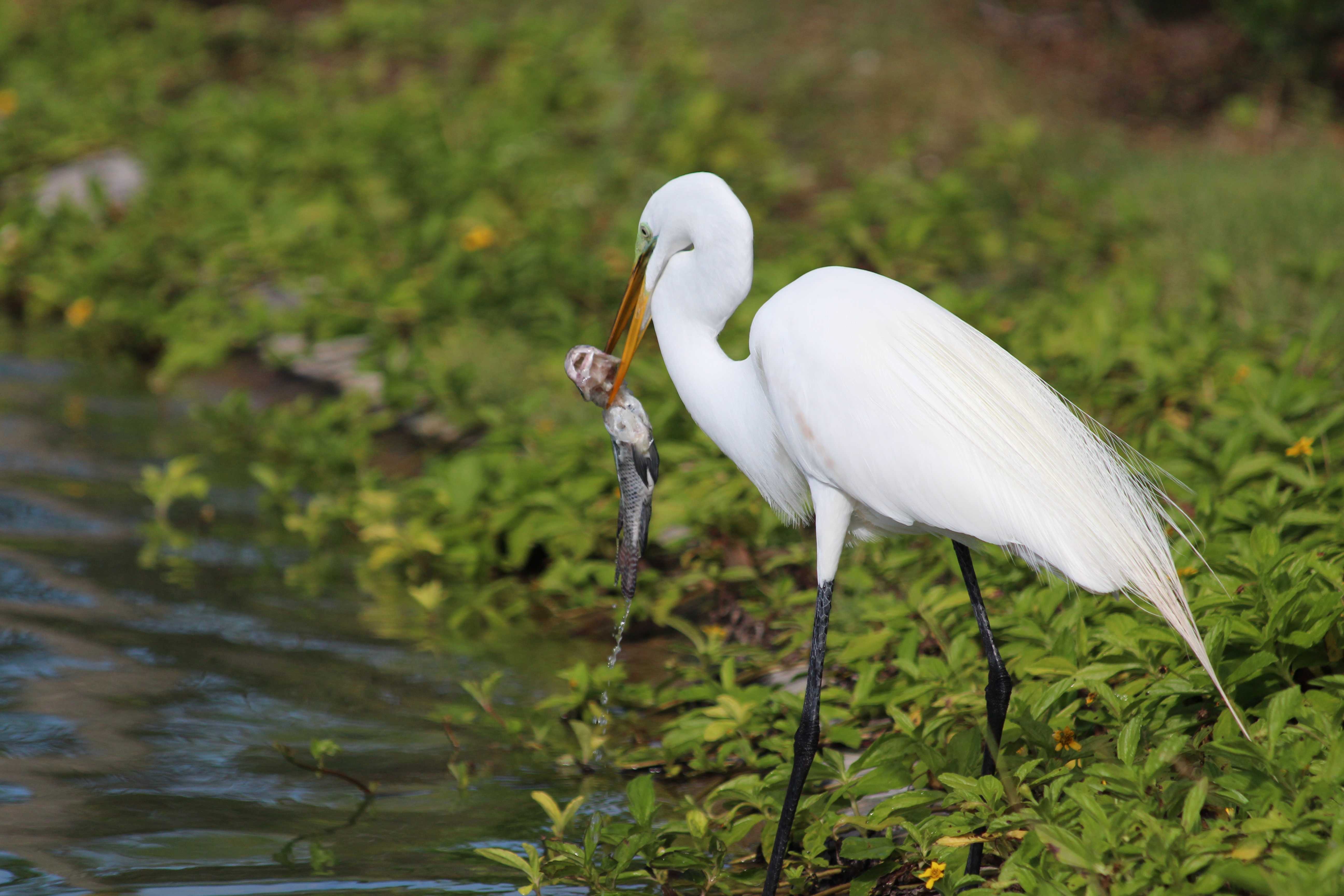 Средняя белая цапля egretta intermedia | красная книга россии.