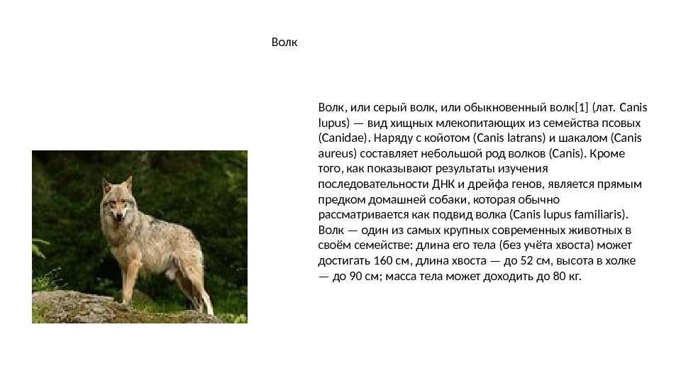 Тату волк — тату волка значение и эскизы