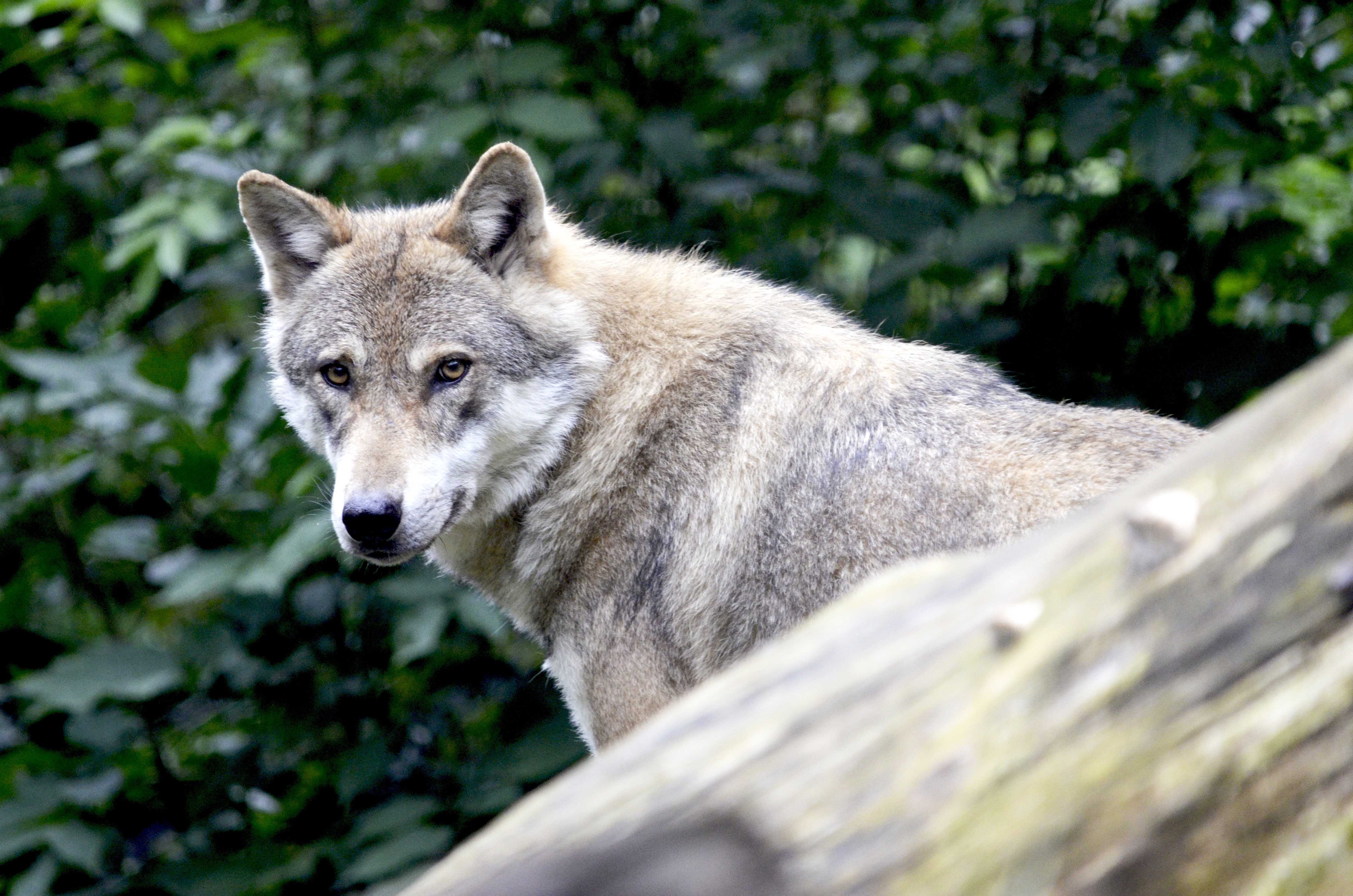Волк точка ру. Дикий Карпатский Карпатский волк. Млекопитающие волк. Canis Lupus irremotus. Волк Канис Люпус глаза.