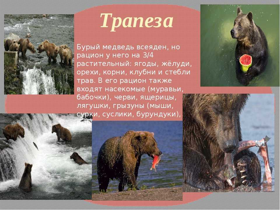Бурый медведь животное. описание, особенности, образ жизни и среда обитания бурого медведя | живность.ру
