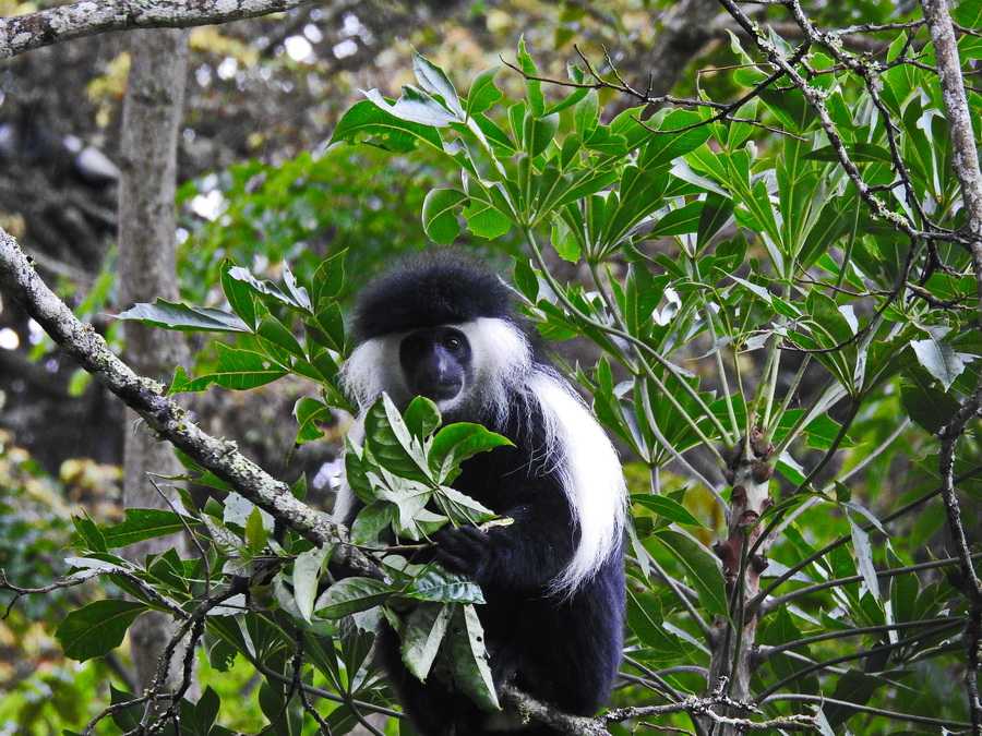 Angola colobus
(q541813)