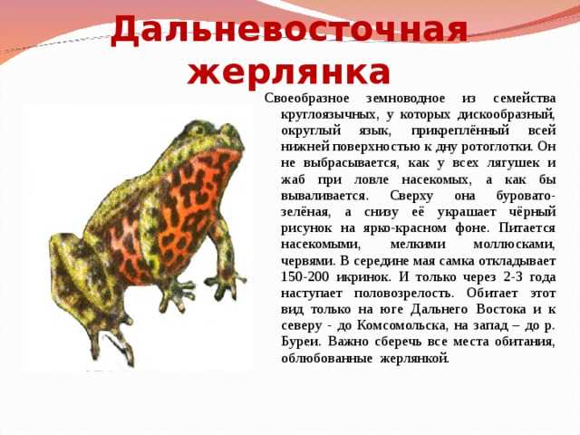 Краснобрюхая жерлянка: описание, места обитания, особенности