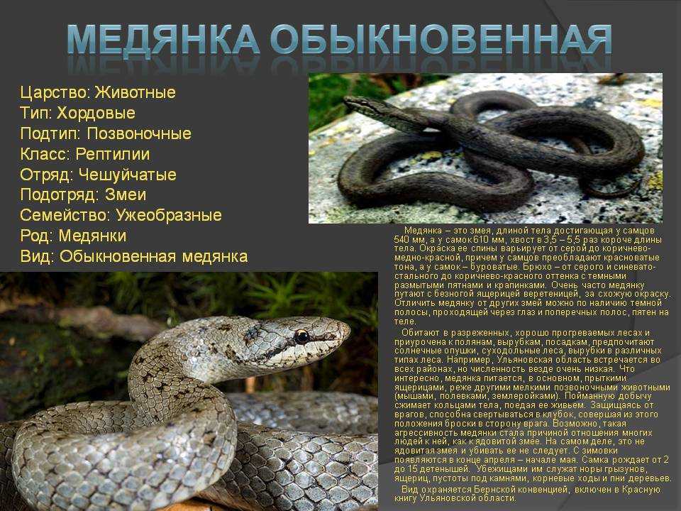 Змеи беларуси фото и названия и описание