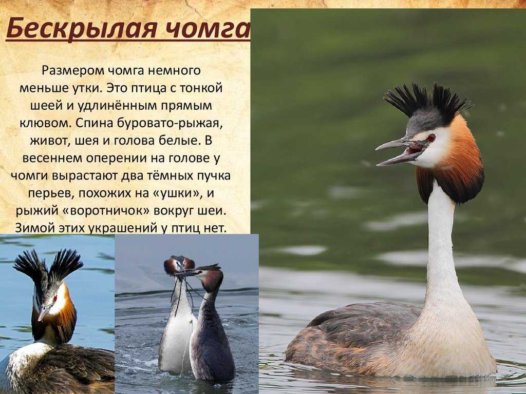 Черношейная поганка — энциклопедия руниверсалис