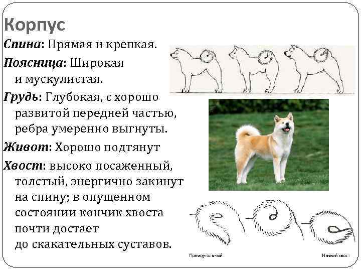 Акита ину: характер и повадки элитной породы, особенности содержания в квартире и вольере