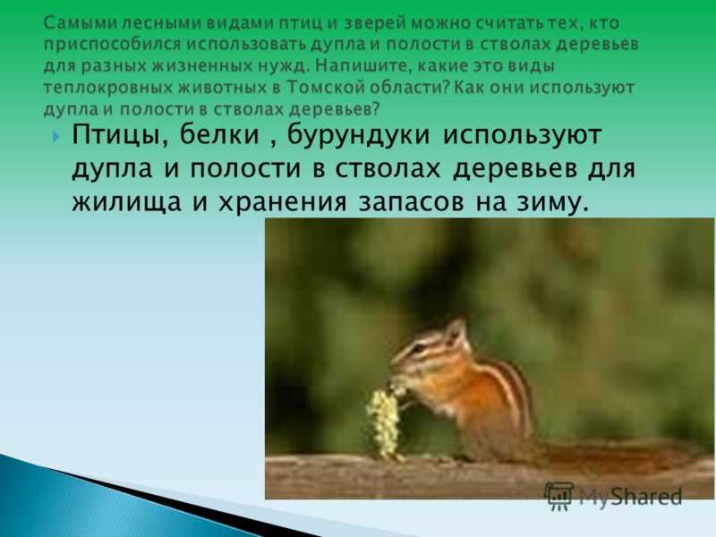 Земляная белка: описание, среда обитания, образ жизни и фото
