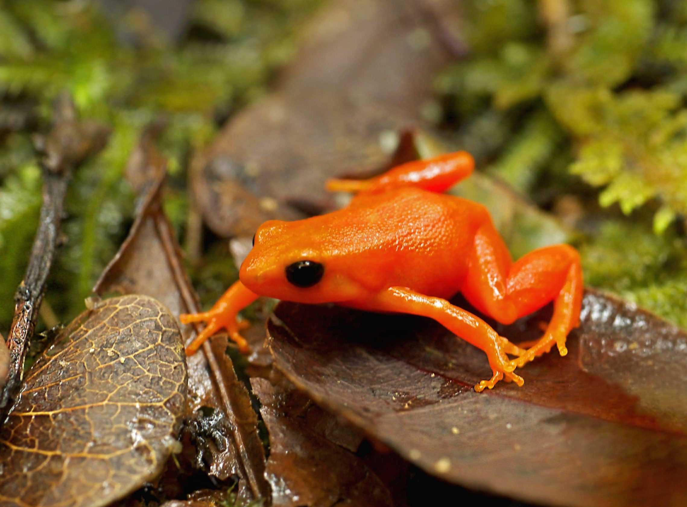 Золотая мантелла - golden mantella