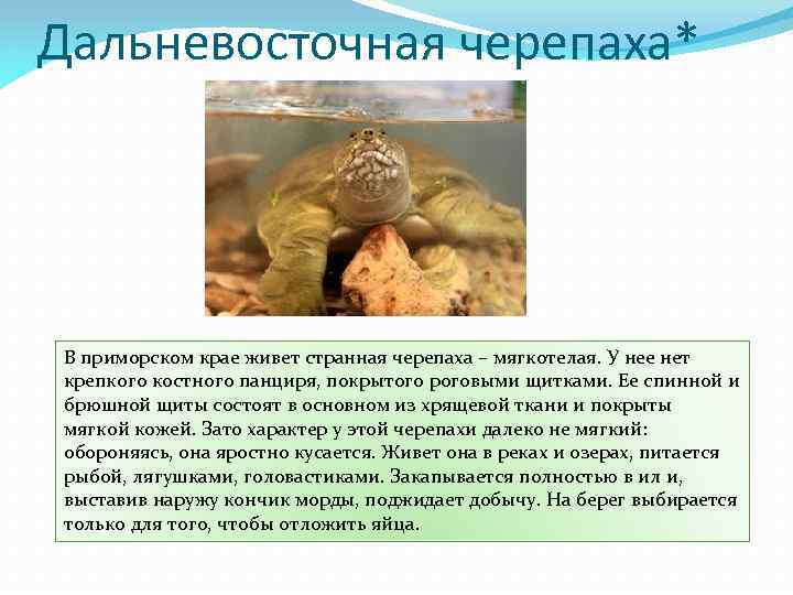 Трионикс черепаха. образ жизни и среда обитания черепахи трионикс