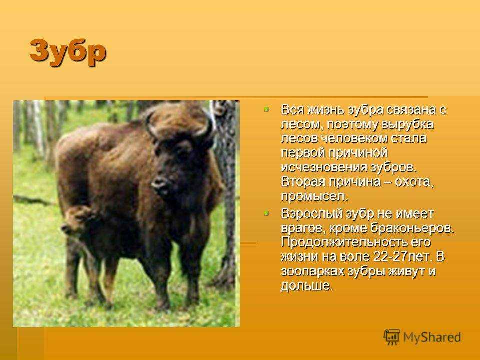 Где живут дикие быки?