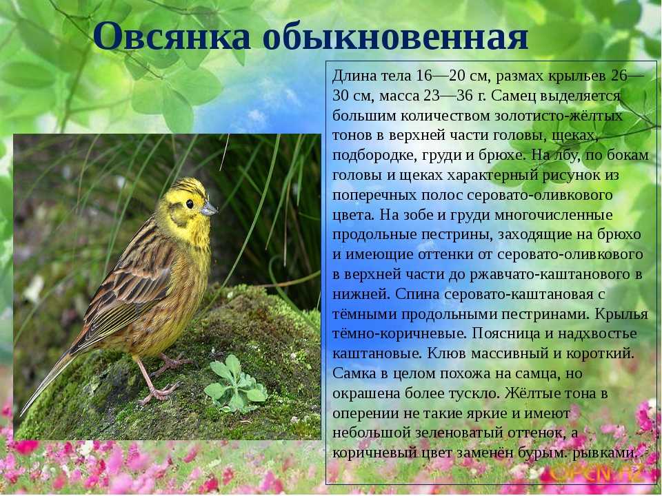 Овсянка обыкновенная: описание внешнего вида и фото птицы, среда обитания и питание, особенности размножения