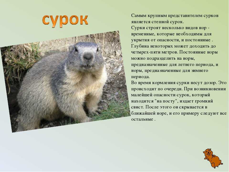 Сурки и суслики