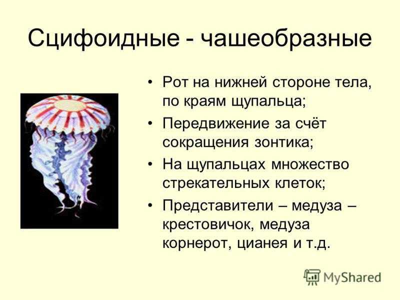 Почему вам стоит избегать медузу корнерот: где обитает, окраска тела, опасна ли для человека