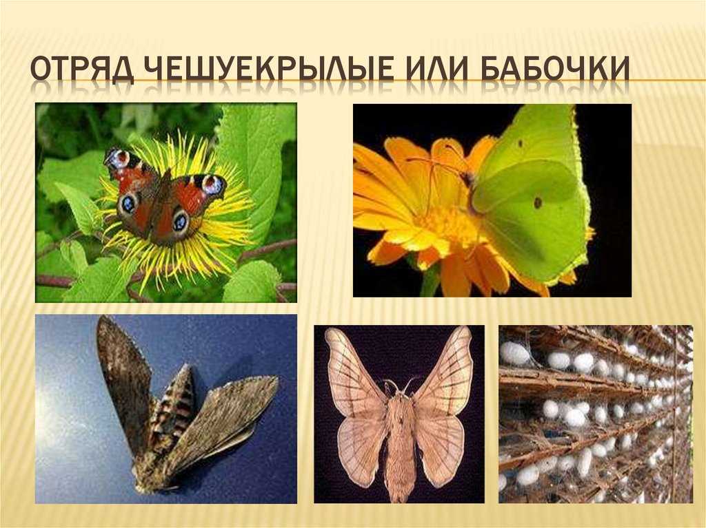 Бражник бабочка насекомое. образ жизни и среда обитания бражника