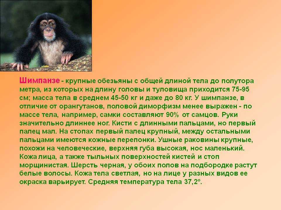Краткое содержание обезьянка 3 класс. Рассказ про обезьяну. Доклад про обезьян. Шимпанзе описание. Обезьяна для презентации.
