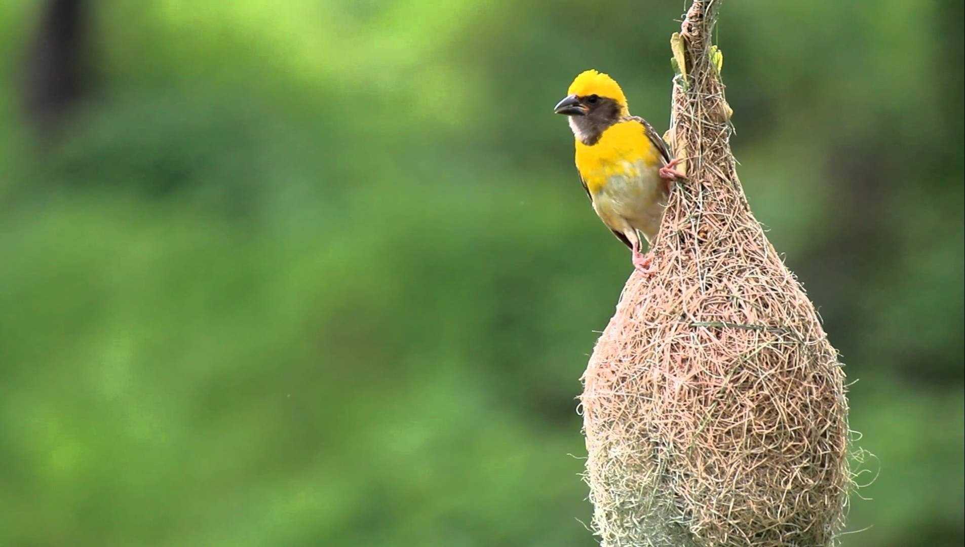 Птицы ткачики и фото их гнезда