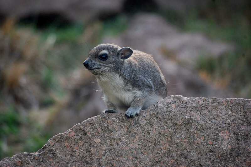 Даман брюса, или горный даман (heterohyrax bruceii) - зооветеринарный портал беларуси 1vet.by