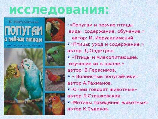 Попугай пиррура: описание, стоимость, содержание в неволе