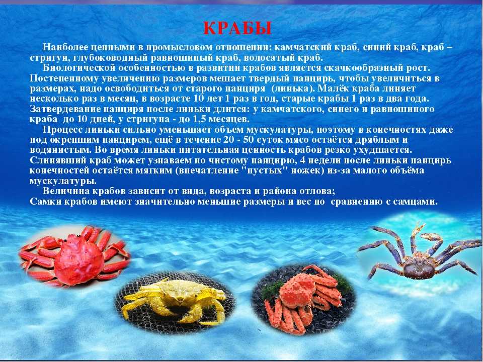Подборка 9 видов аквариумных крабов с описанием