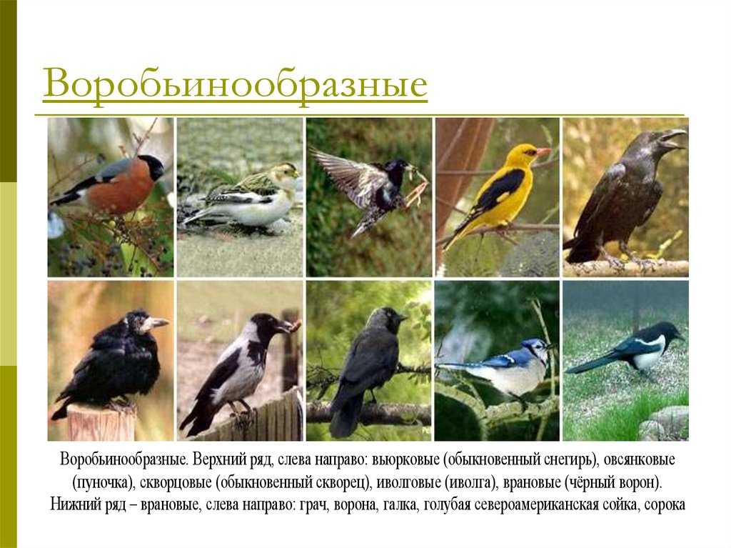 Класс птицы